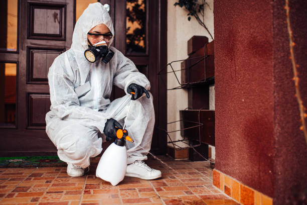 Attic and Crawl Space Rodent Treatment in Lakeview
