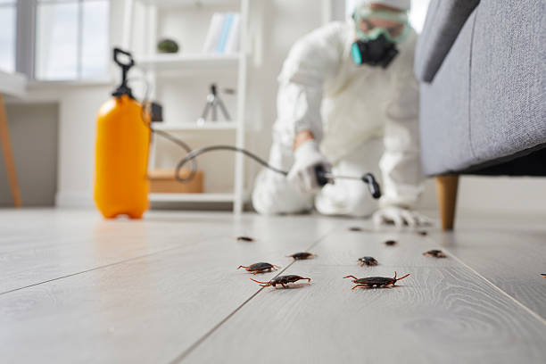 Commercial Rodent Management in Lakeview